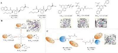 Comprehensive review on neprilysin (NEP) inhibitors: design, structure-activity relationships, and clinical applications